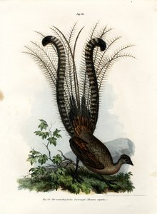 Ave lira soberbia, 1864 de German School